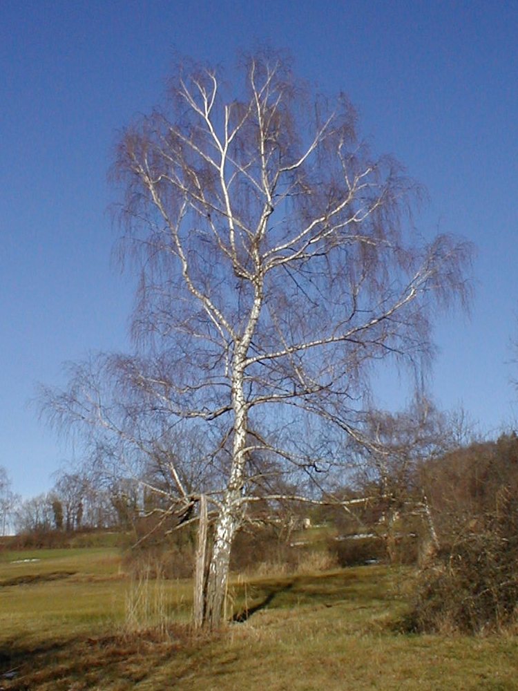 tree in winter