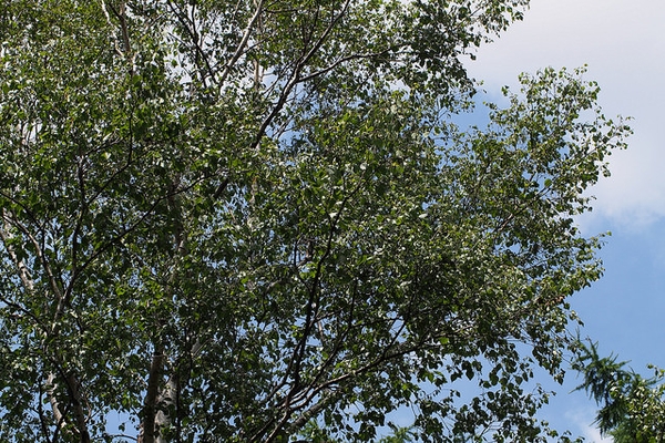 leaves