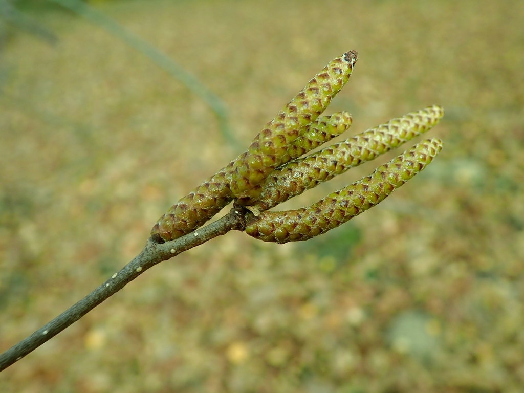 Betula jacquemontii