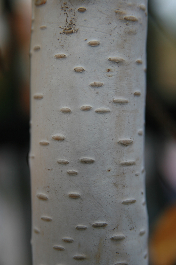 Betula jacquemontii