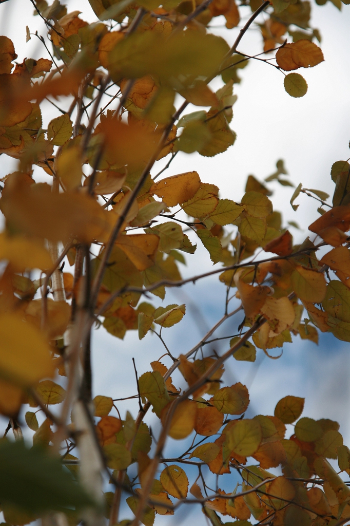 Betula jacquemontii