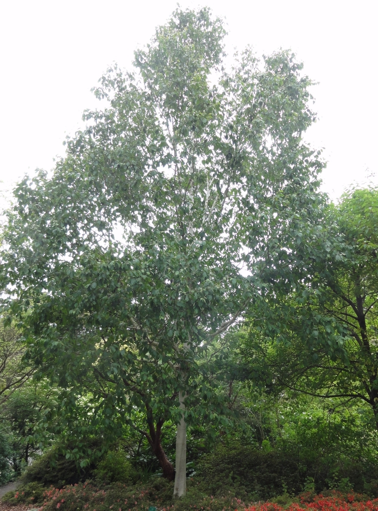 Betula jacquemontii