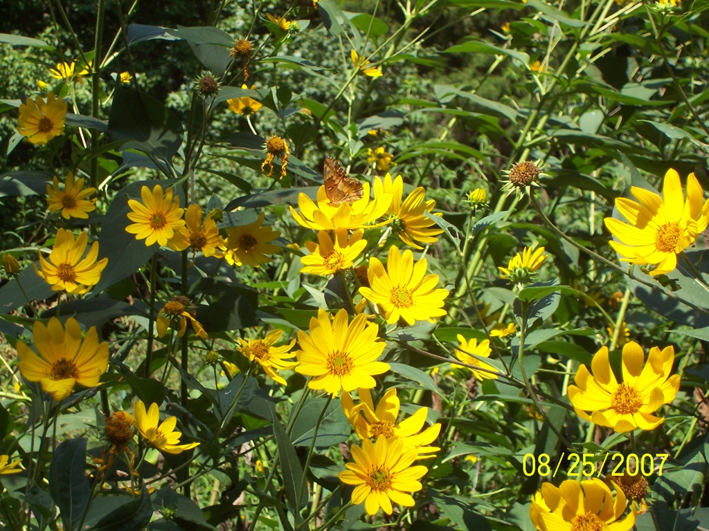 habit with butterfly, late summer, Iredell County, NC