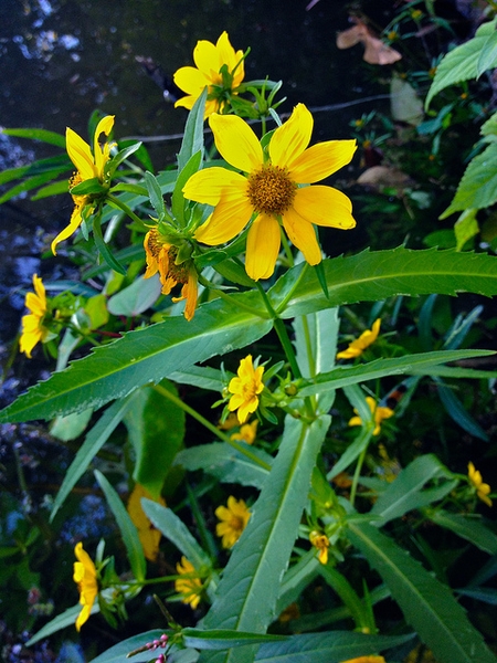 flower