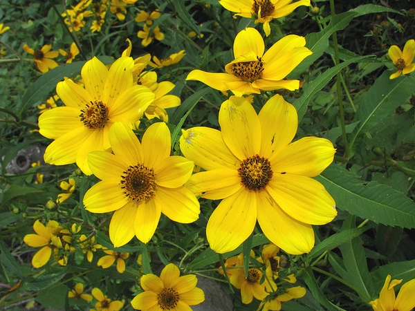 flowers