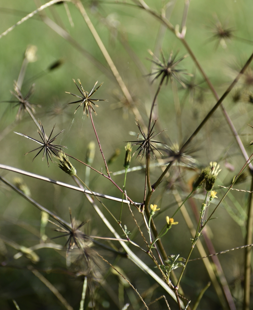 Fall Flower Burrs - Warren Co., NC