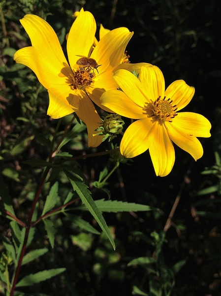 Flowers
