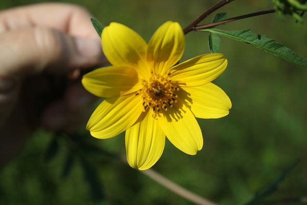 Close up of flower