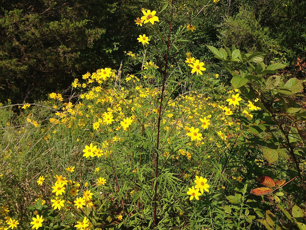 Bidens aristosa