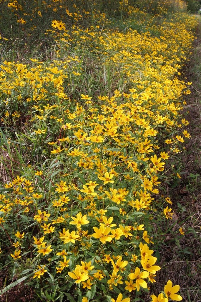 Mass Planting of 6 petaled yellow flowers along roadside