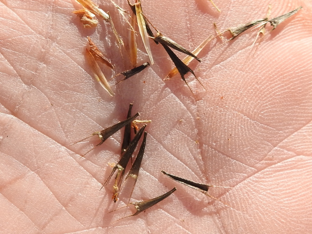 Fruit