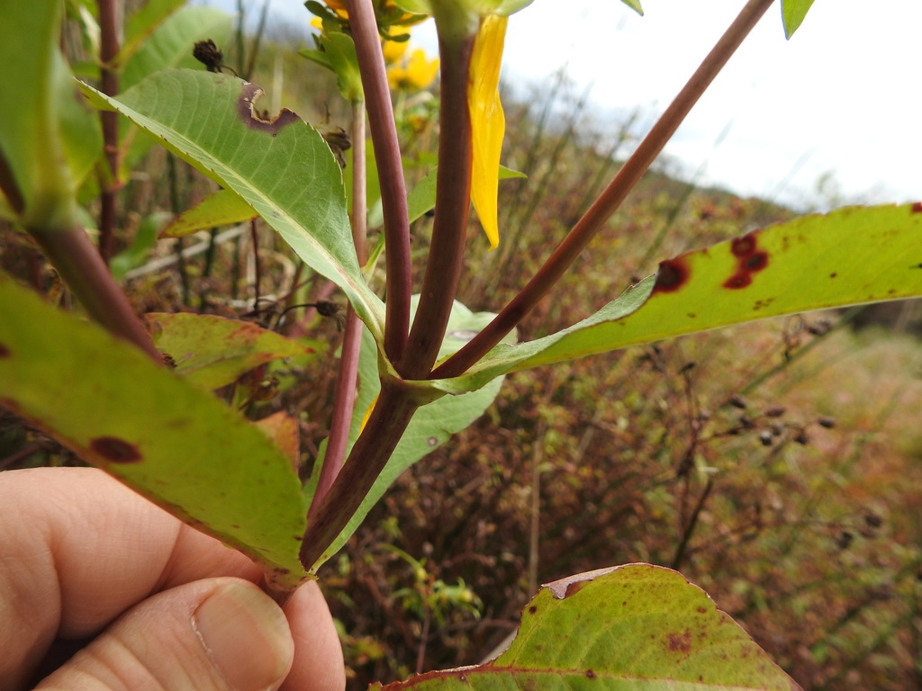 Red stem