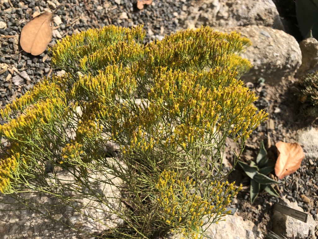Threadlike foliage. Yellow disc flowers in flat-topped clusters