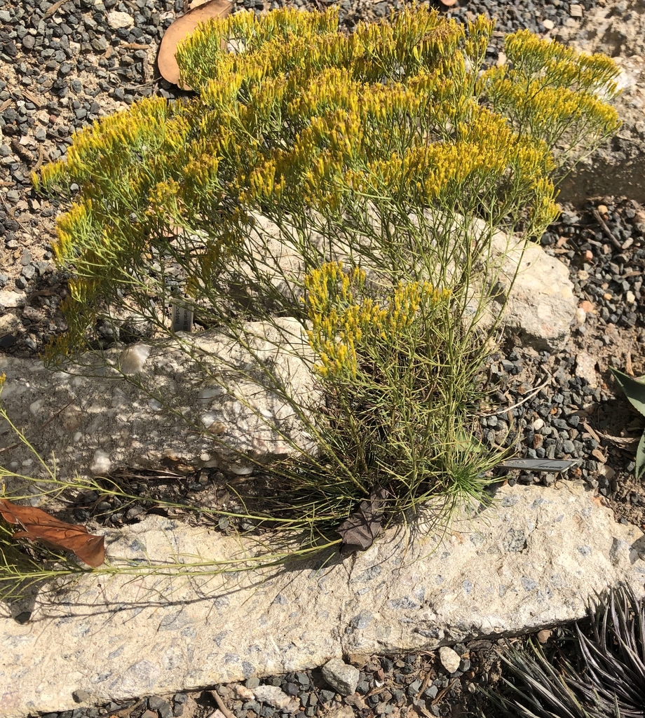 Plant growing in gravel & crevice garden. Yellow heads.