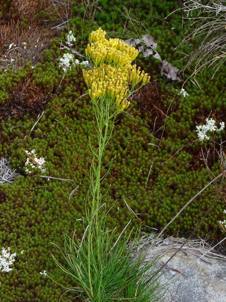 Form with basal leaves and tall stems with yellow flowers
