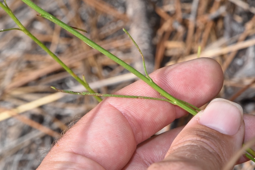 Green stem with narrow green leaf attachment