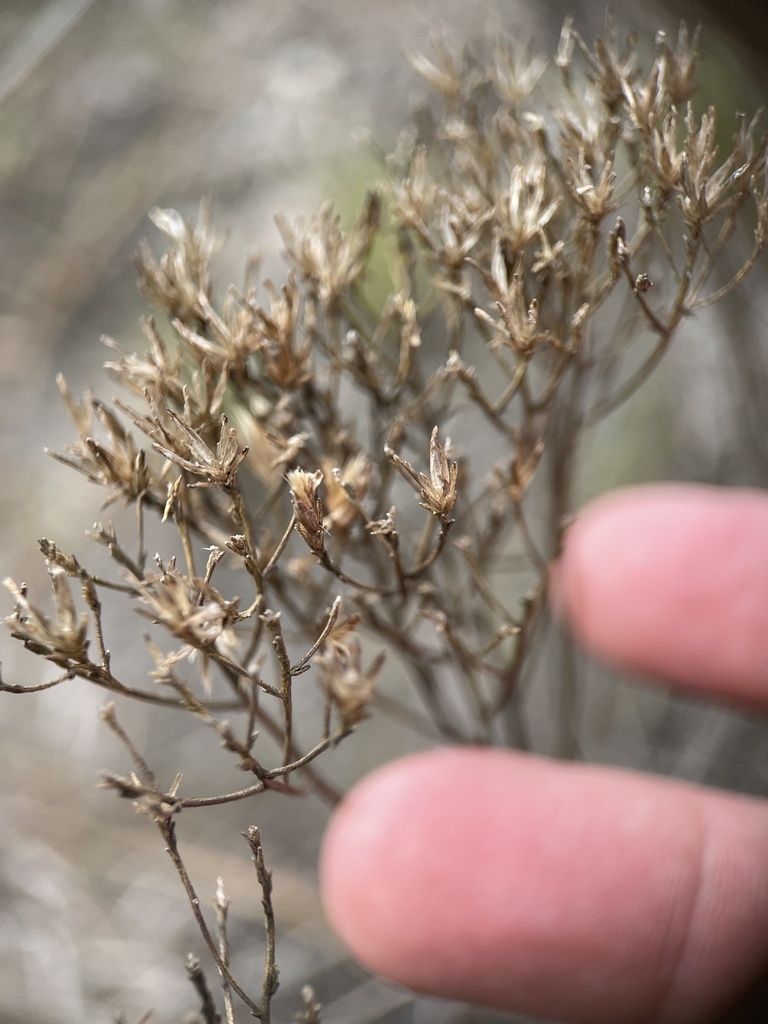 Achenes