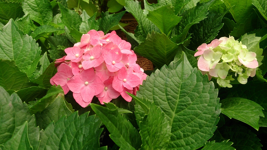 Bigleaf Hydrangea (Hydrangea macrophylla)