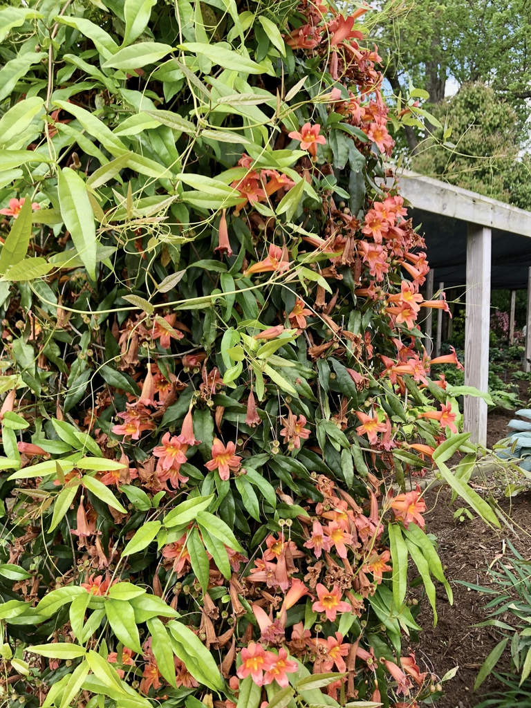 Form - Wake Co., NC