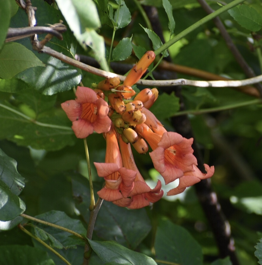 Campsis radicans