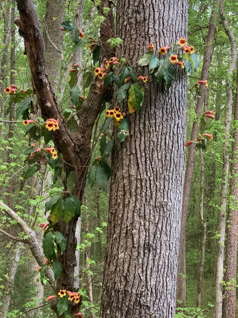 Bignonia capreolata