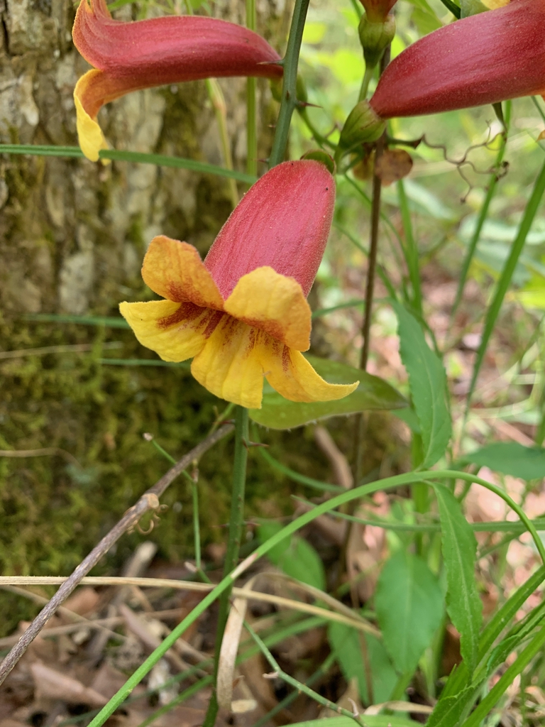 Bignonia capreolata