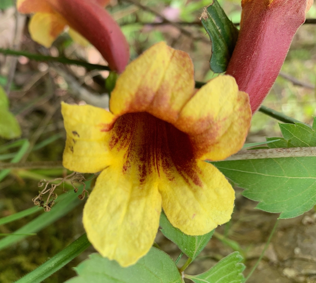 Bignonia capreolata