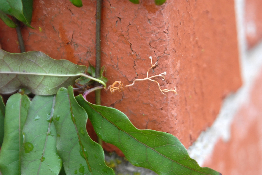 Bignonia capreolata