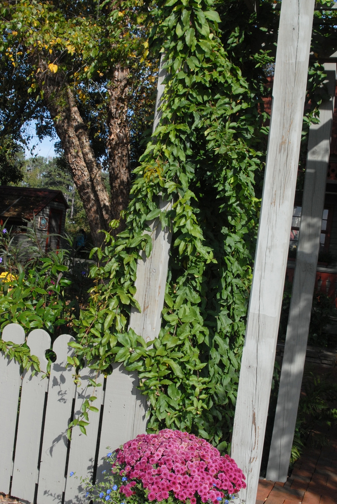 Bignonia capreolata