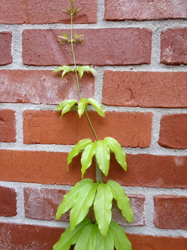 Bignonia capreolata