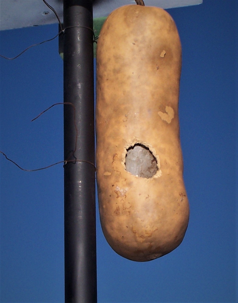 Birdhouse from Dried Fruit - Durham Co., NC