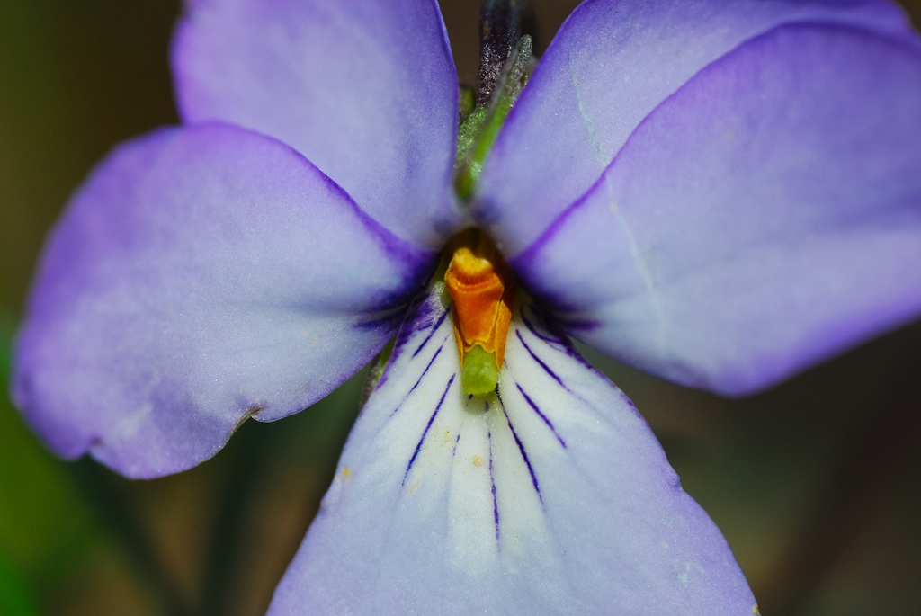 Bird-foot Violet Viola pedata