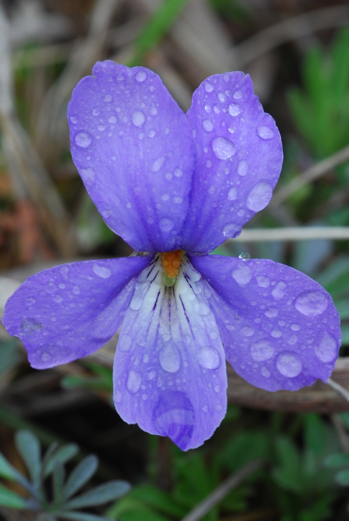 Bird-foot Violet Viola pedata
