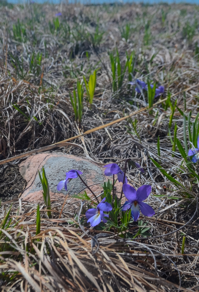 Bird-foot Violet Viola pedata