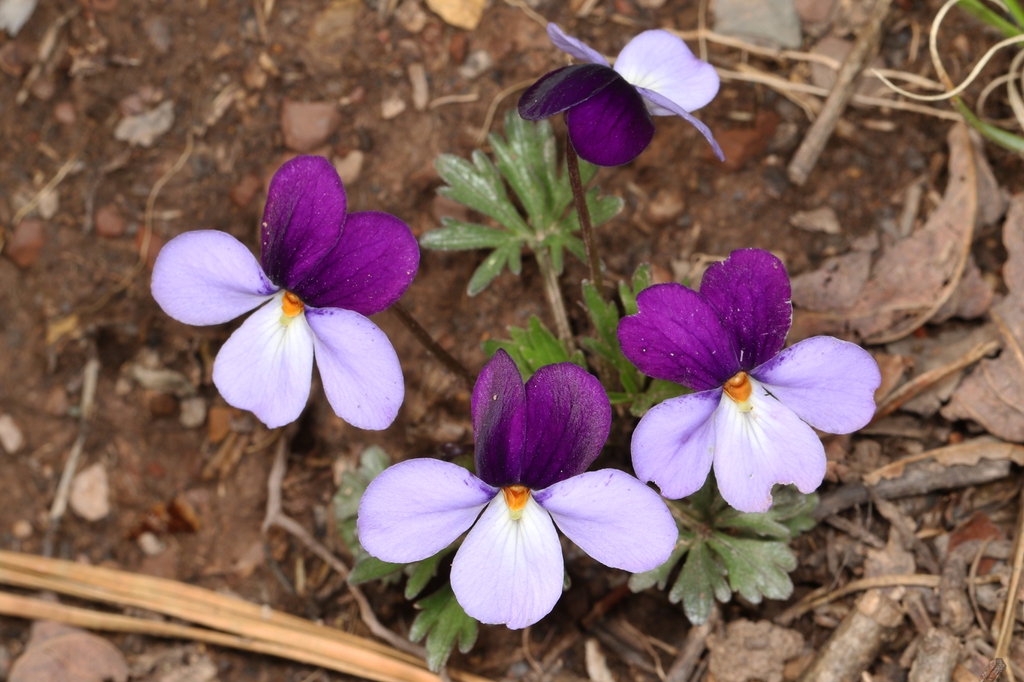 Bird-foot Violet Viola pedata