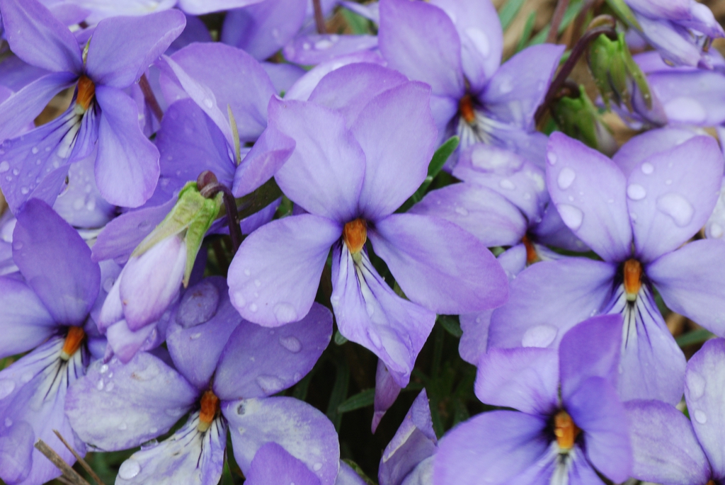 Bird-foot Violet Viola pedata