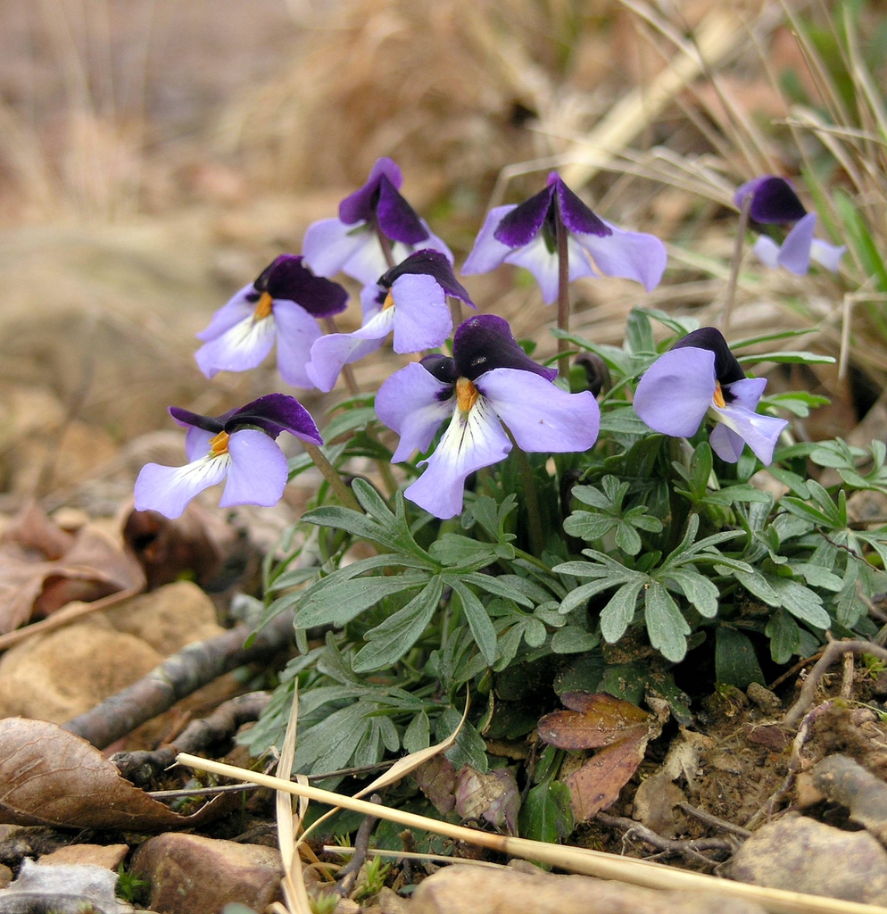 Bird-foot Violet Viola pedata