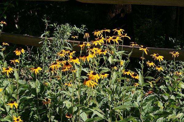 Rudbeckia fulgida