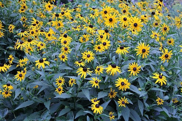 Rudbeckia fulgida