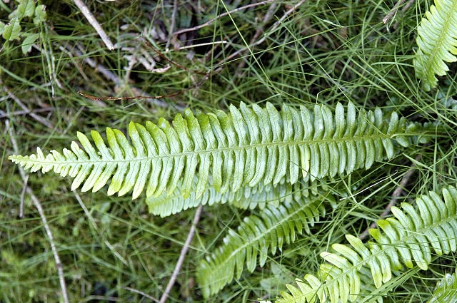 Leaves