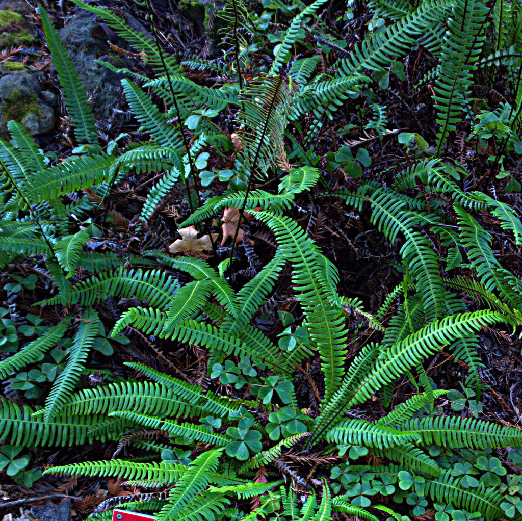 Form