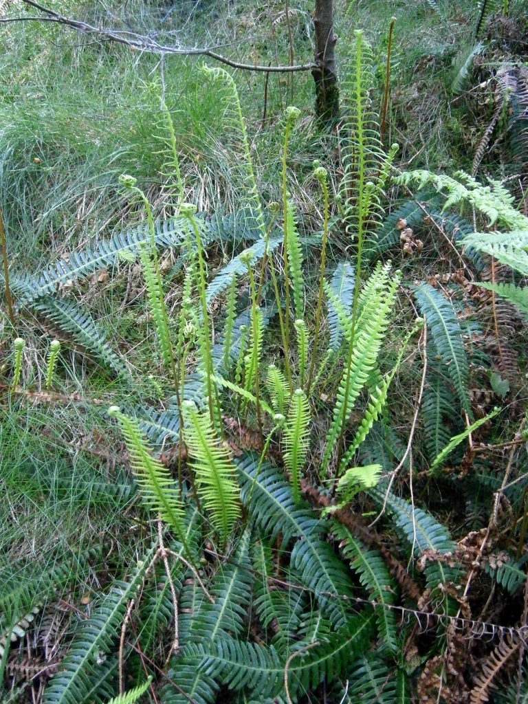 Form