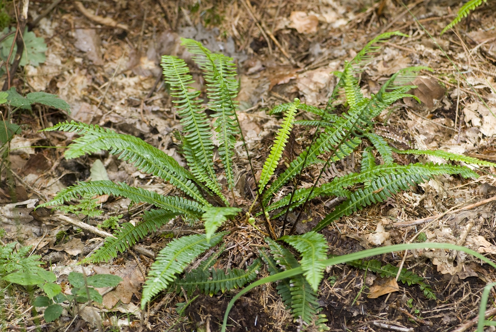 Blechnum spicant