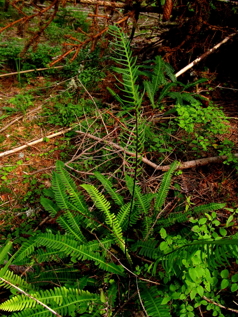 Form
