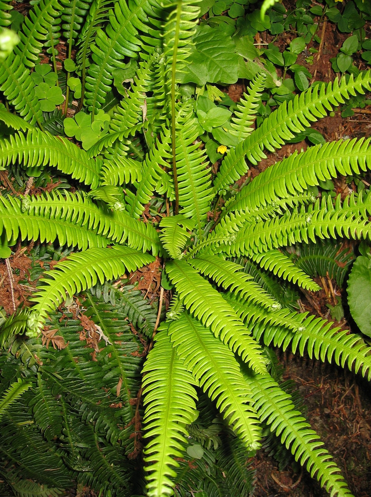 Form
