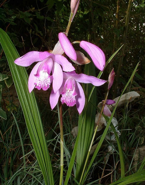 flower and leaves