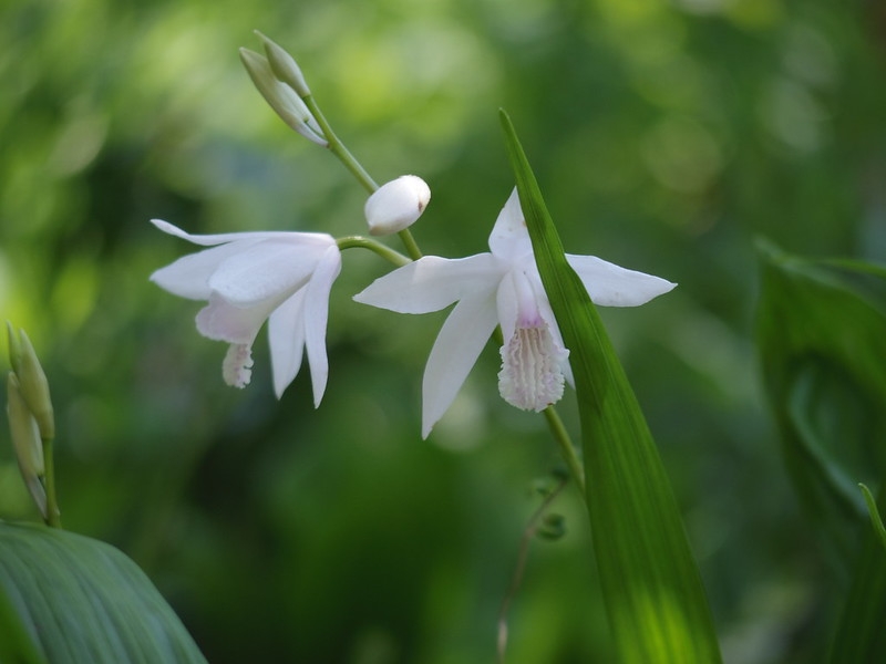 A spray of pale blush pink orchids with striate lips