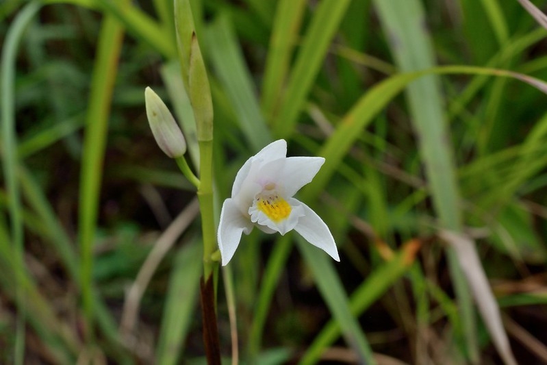 White orchid flowers among grassy foliage.