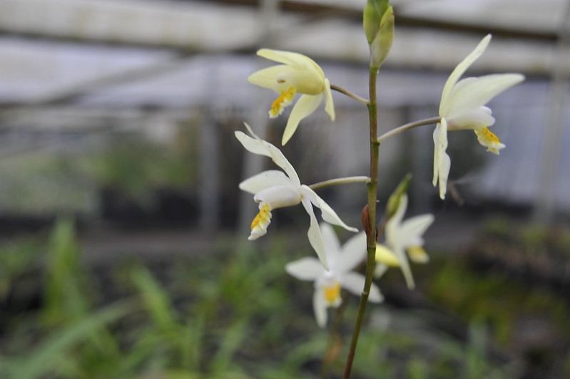 A spike of pale yellow orchid flowers with orange lips.