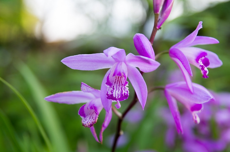 A spray of pale lavender pink orchids with striate lips
